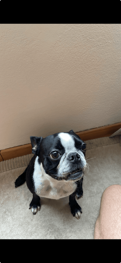 Manola, the Boston Terrier behind the name Nola